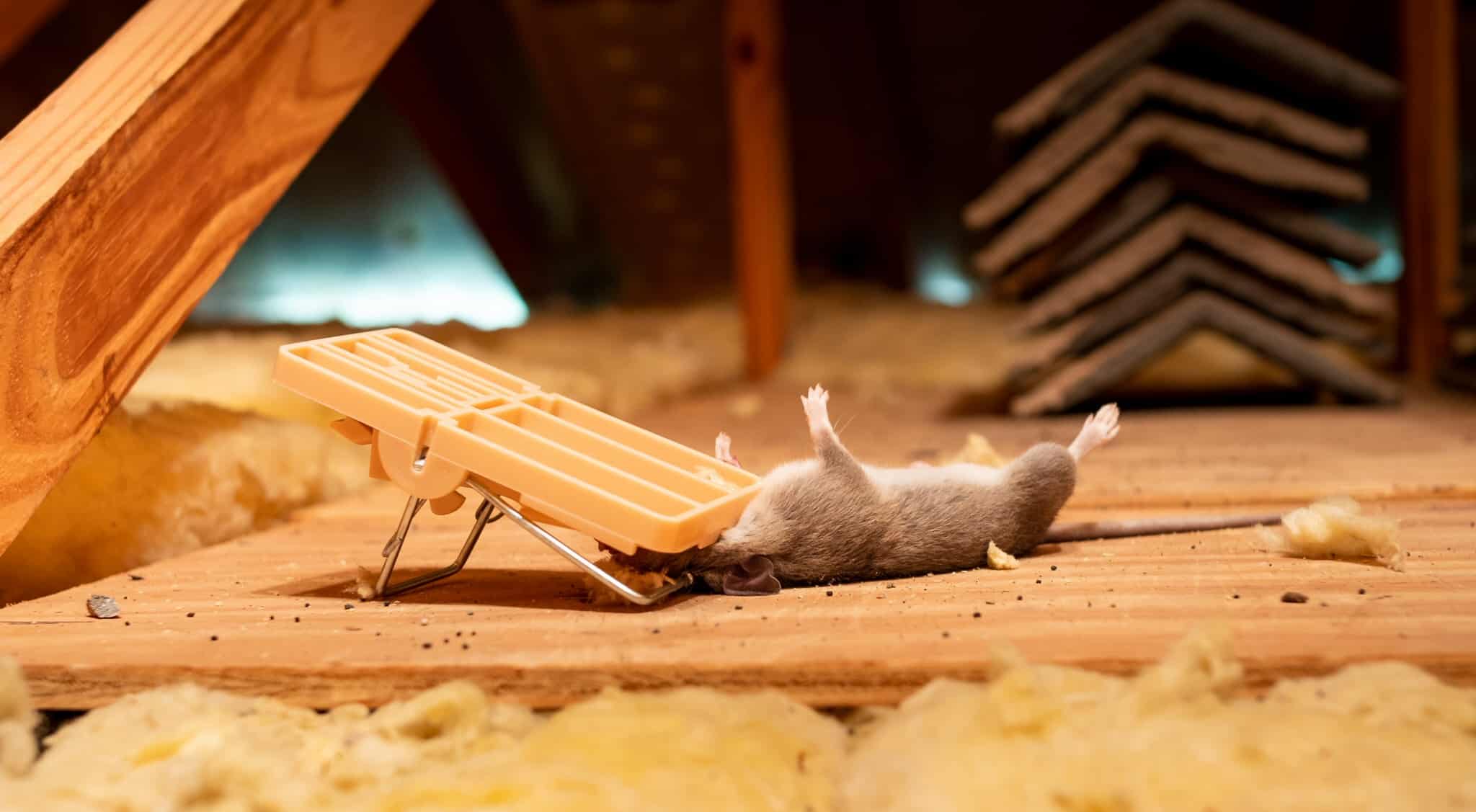 Rat Poison - Rat Trap - Rat Barricade